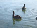 Pelicans